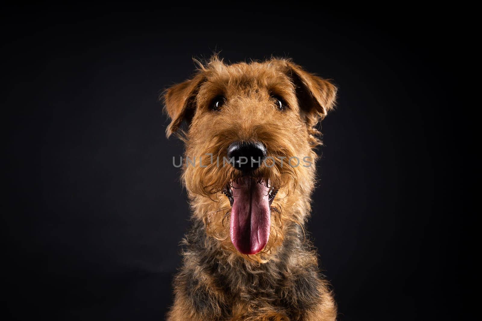 Portrait of an Airedale Terrier in close-up. Shot on a black background in a photo studio.