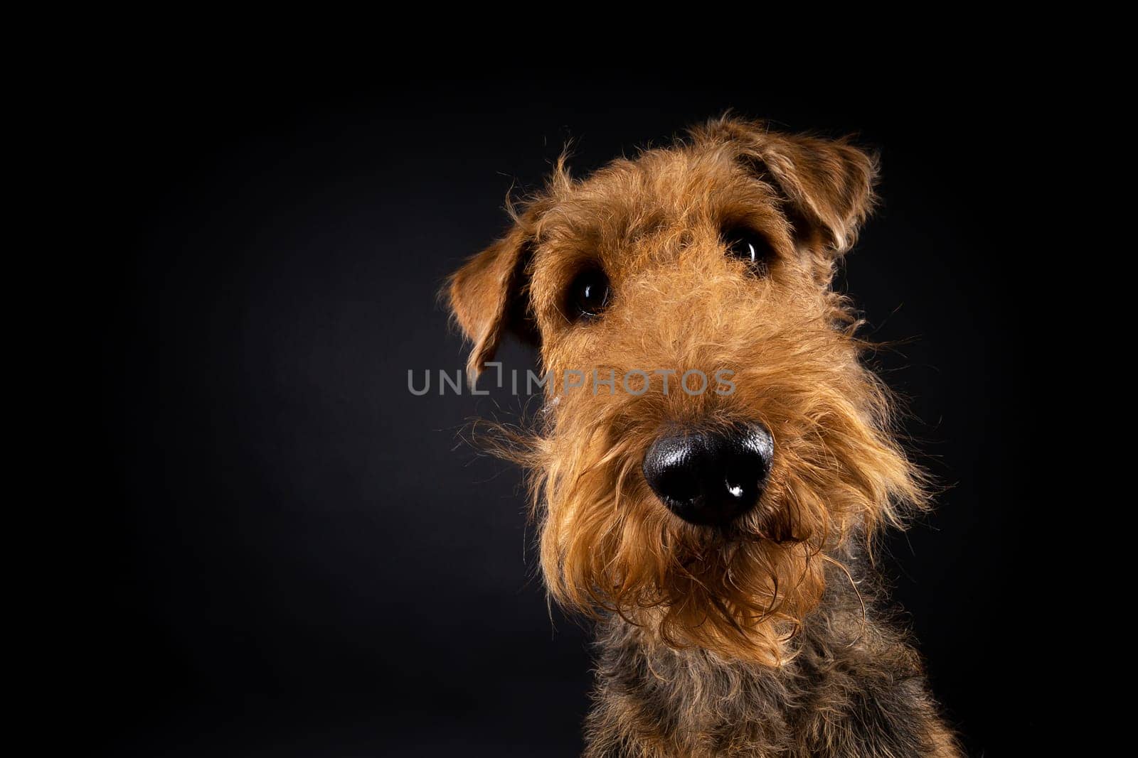 Portrait of an Airedale Terrier in close-up. Shot on a black background in a photo studio.