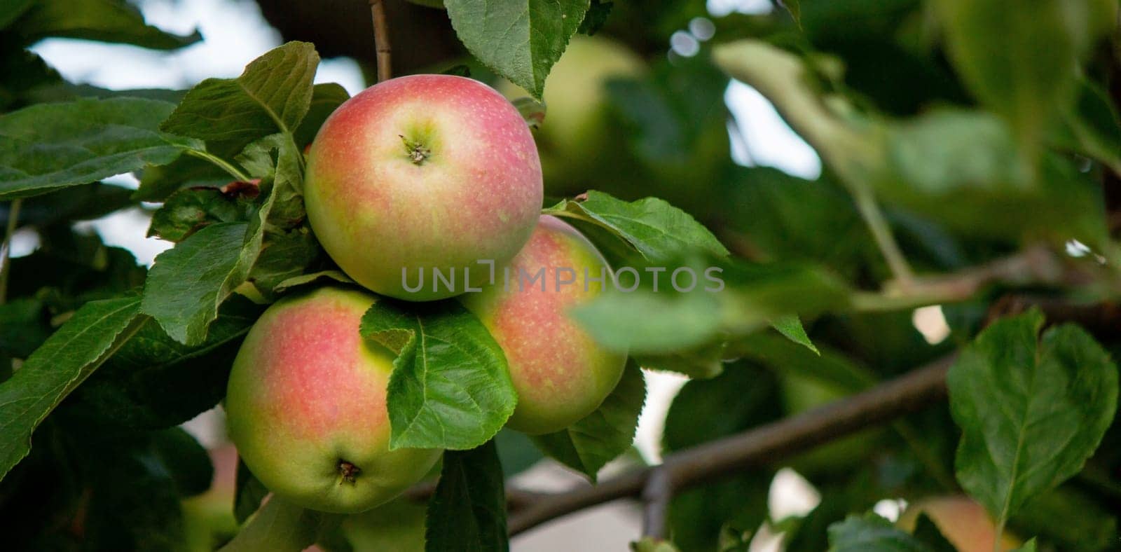 harvest of apples on the tree. Selective focus. by Anuta23