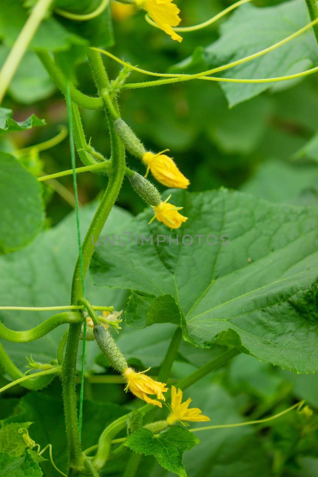 Organic cultivation of cucumbers. Close-up of fresh green vegetables ripening in a greenhouse. Selective focus