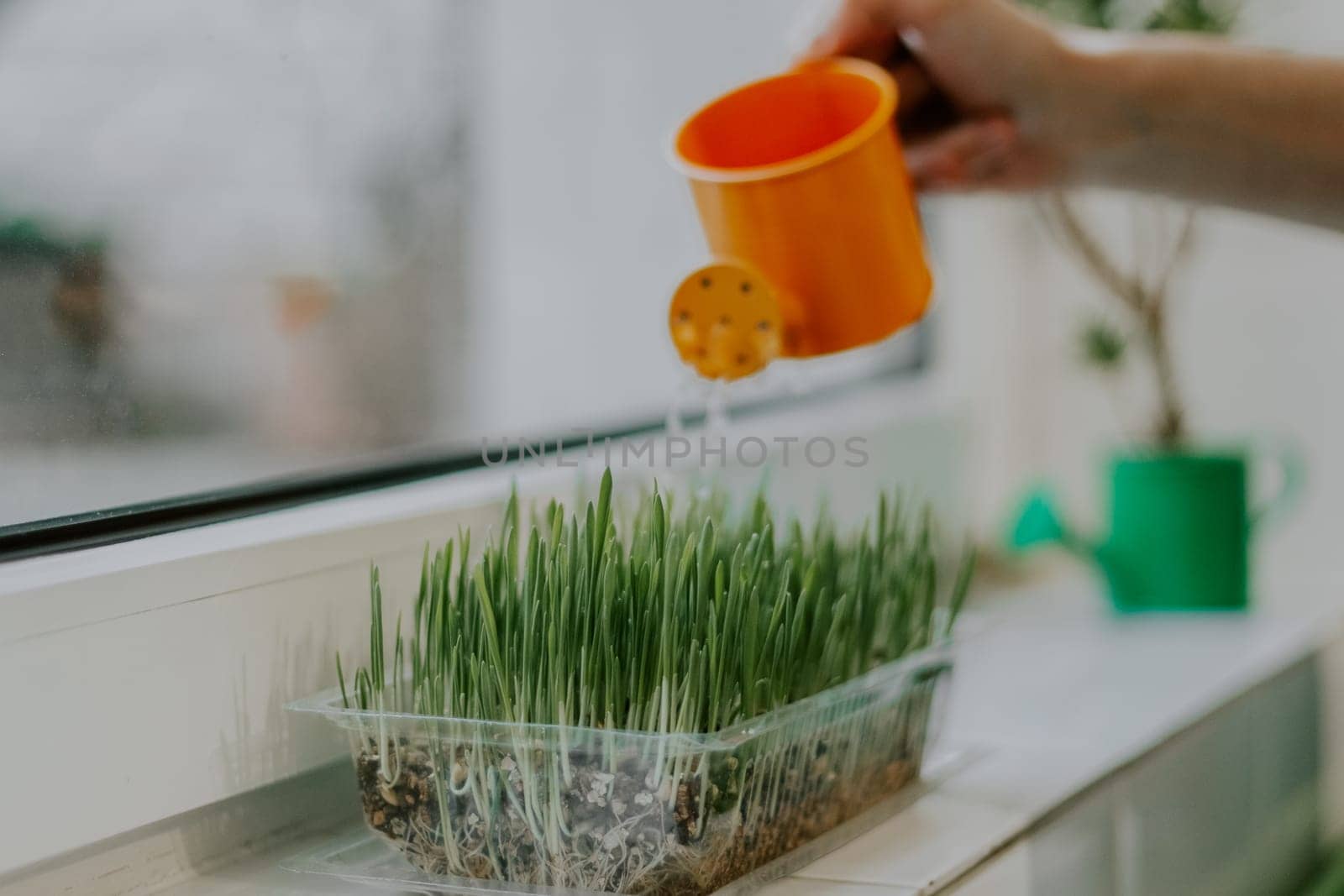 Sprouted oats with water drops in a transparent plastic container stand on a white tiled windowsill and blurred hand of a person watering with an orange watering can, close-up side view. Gardening concept.