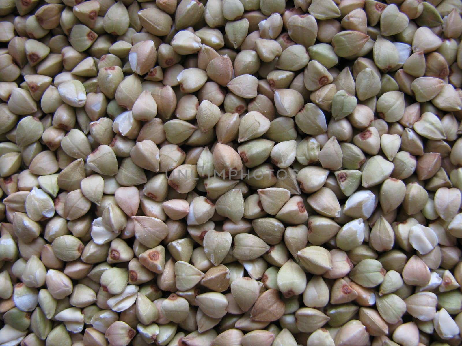 Buckwheat,Fagopyrum esculentum