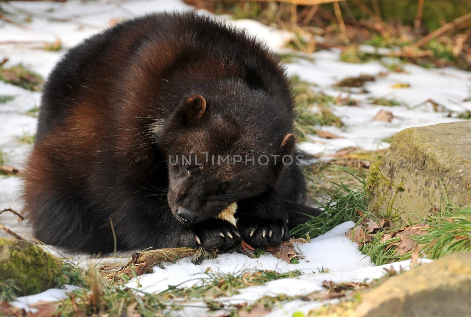 The wolverine in winter.