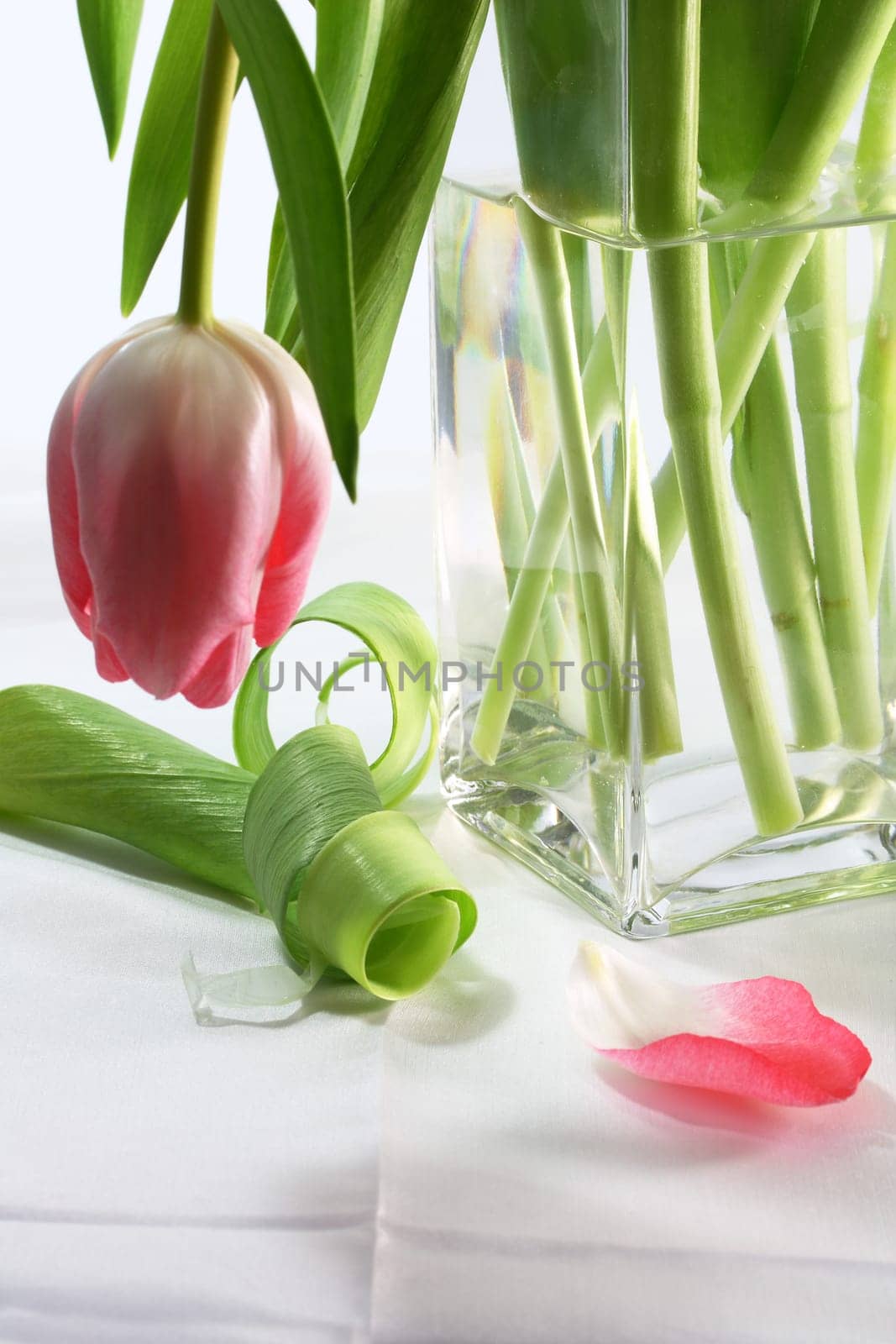 tired tulip blossom