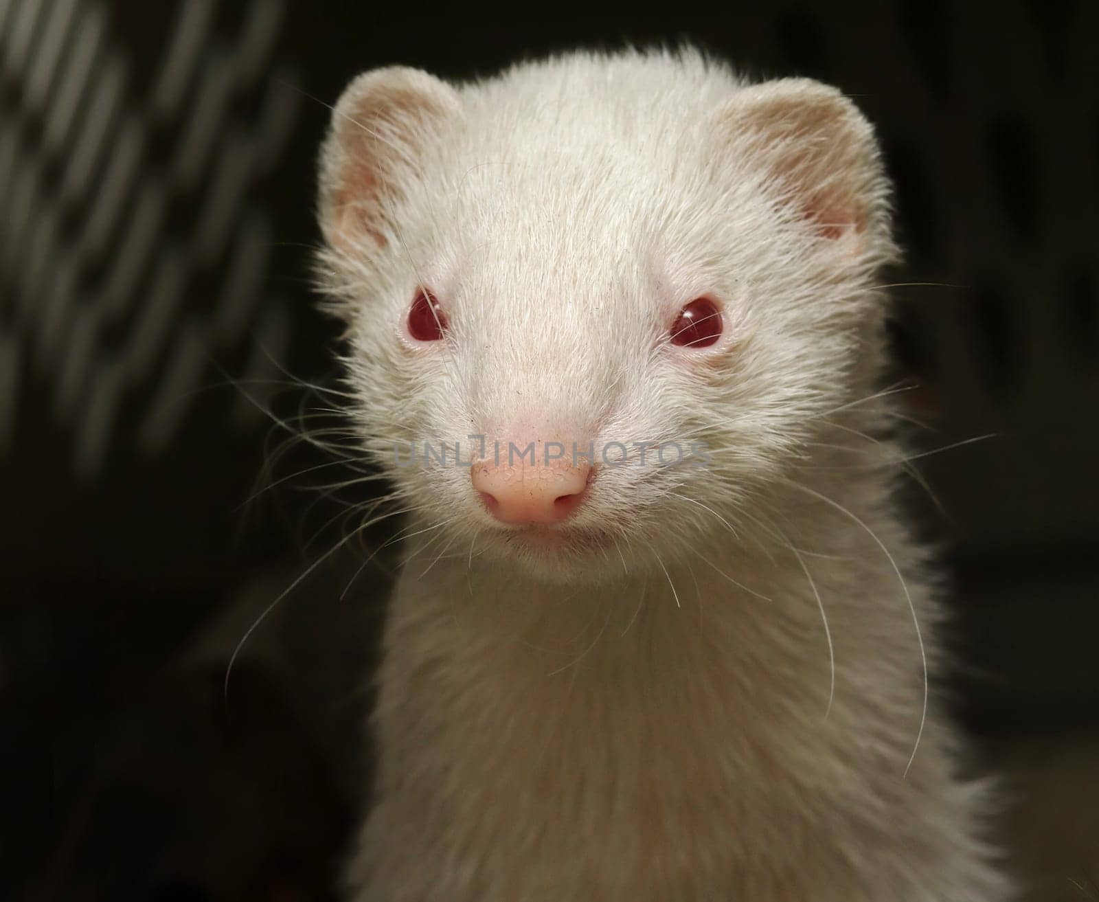 Ferret
