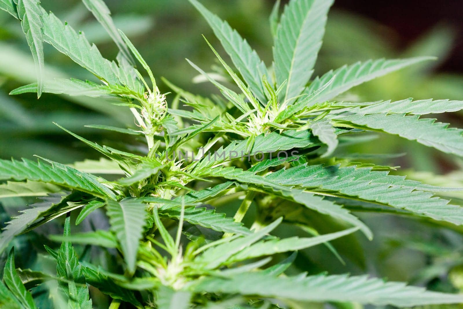 Hemp background