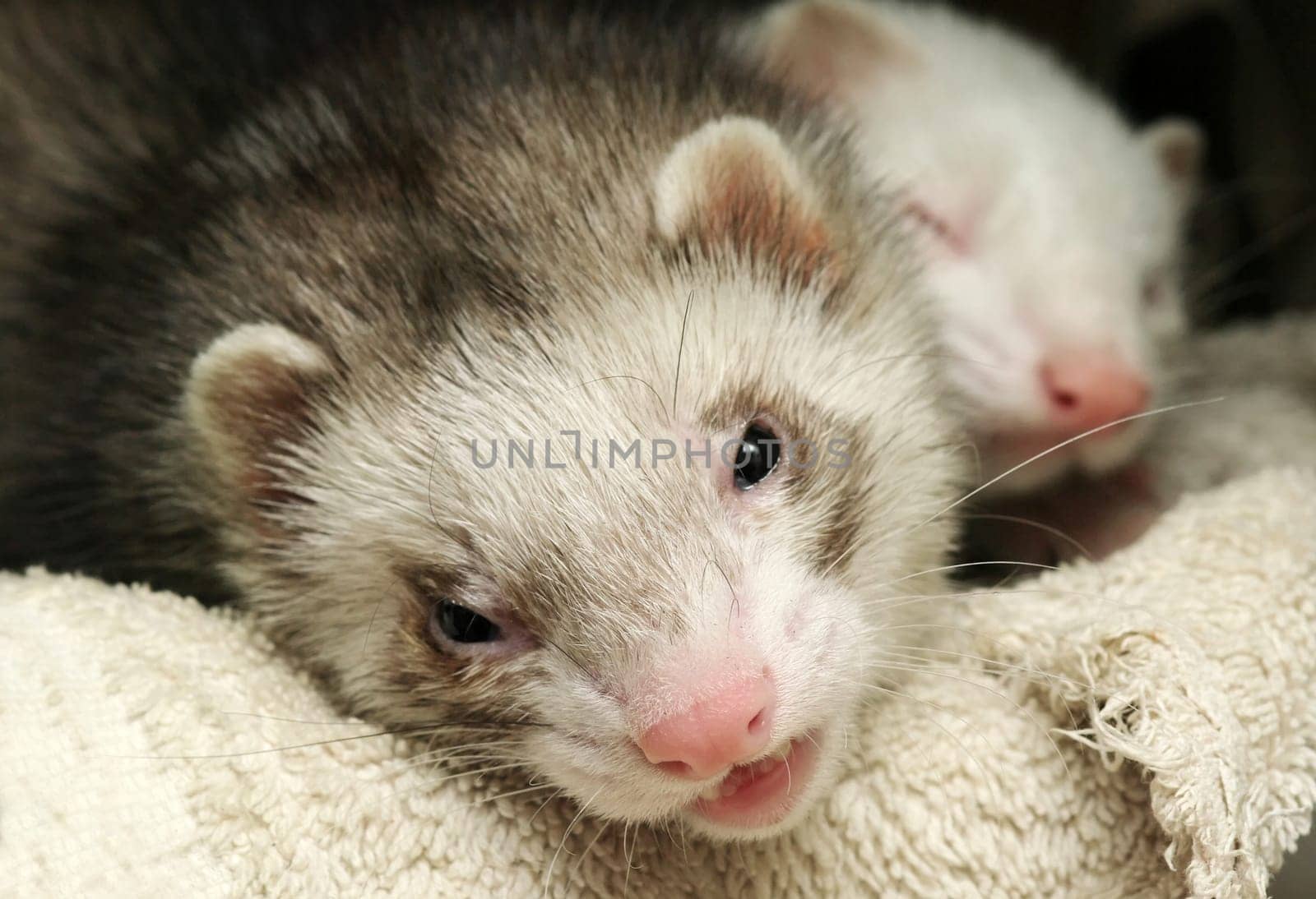 Ferret