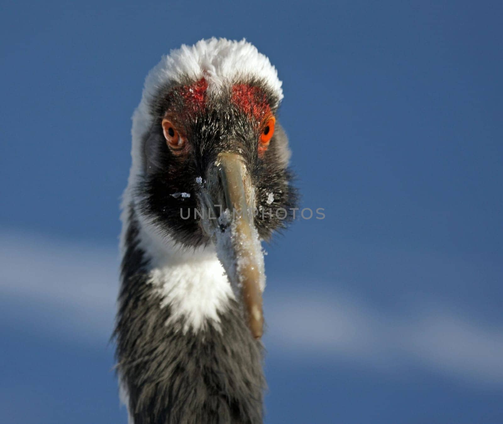 Sandhill crane