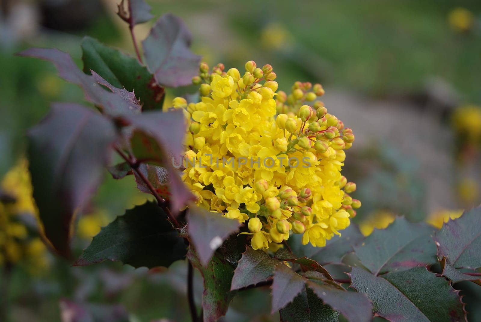 Mahonia