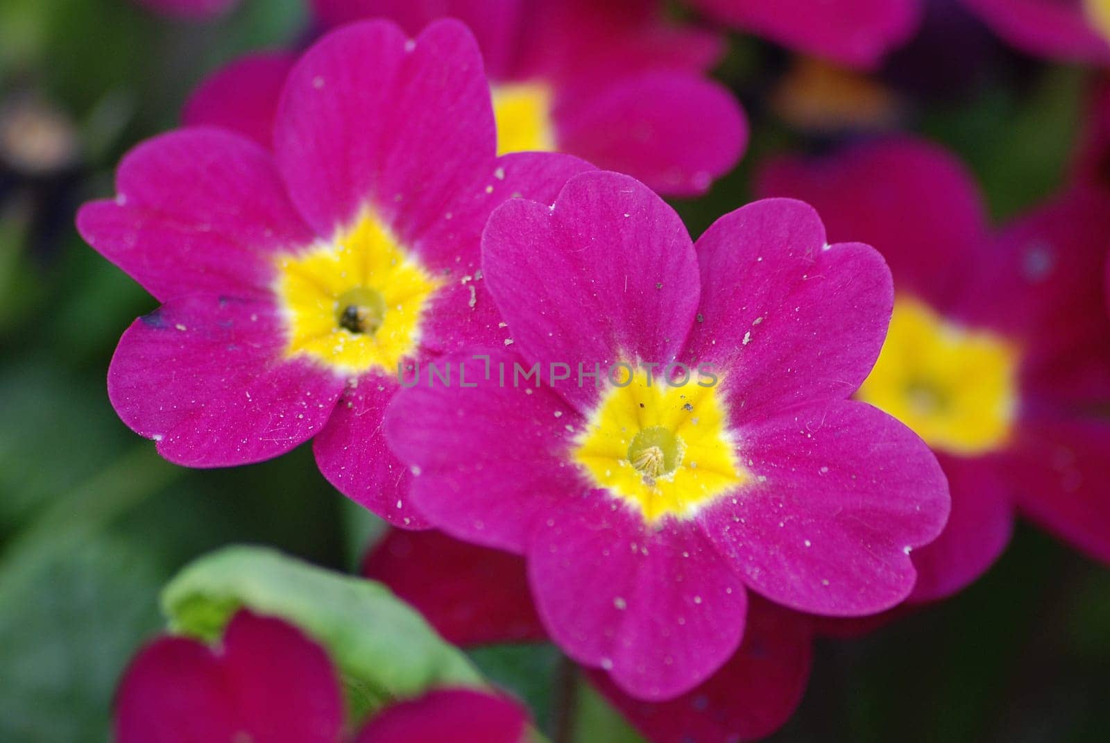 Primrose