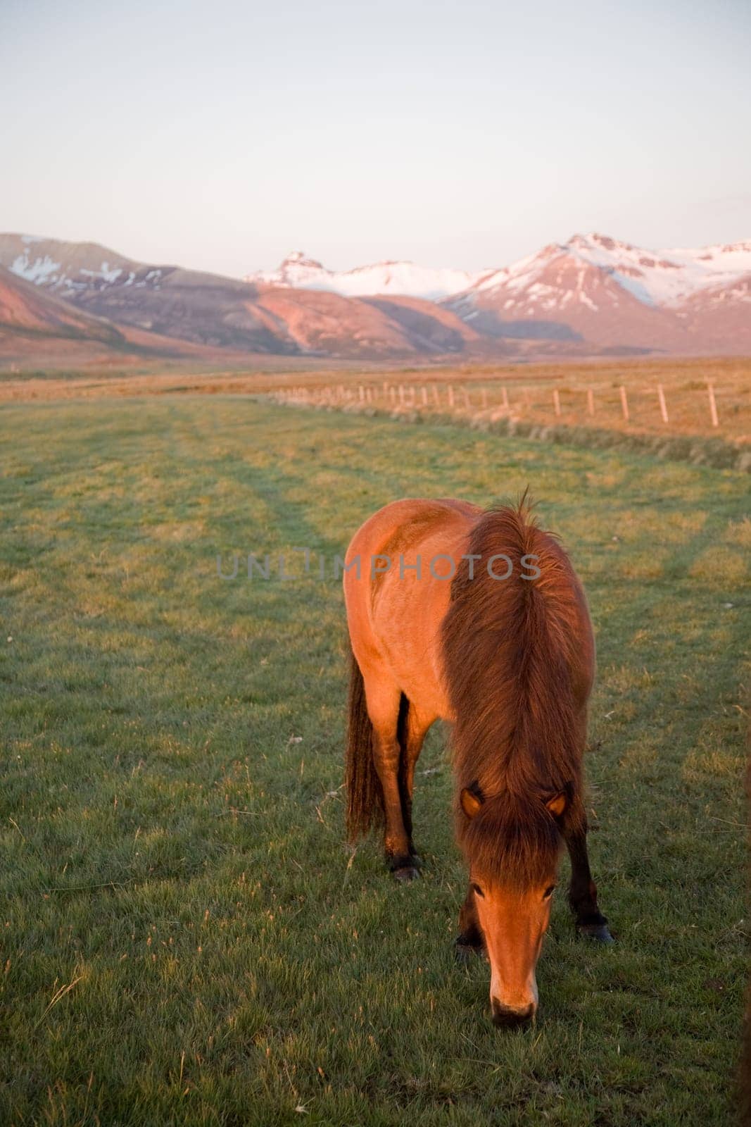 grazing Icelandic horse