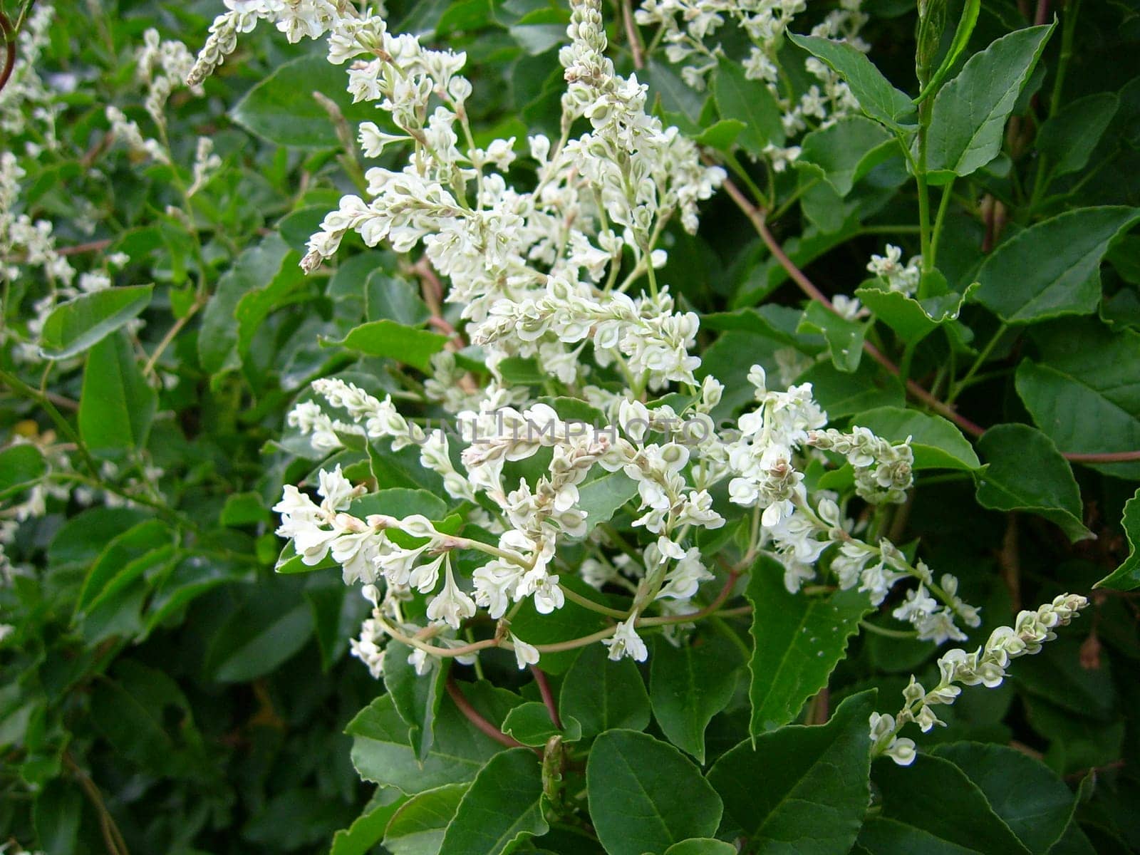 Chines. Knotweed,fallopia baldschua