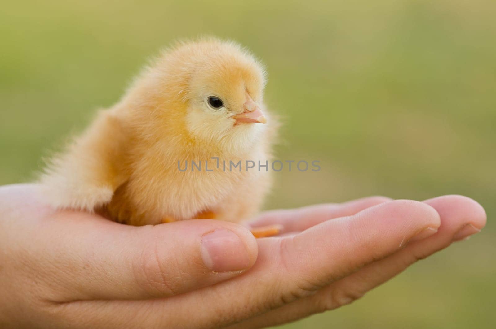 Small chicken on hand