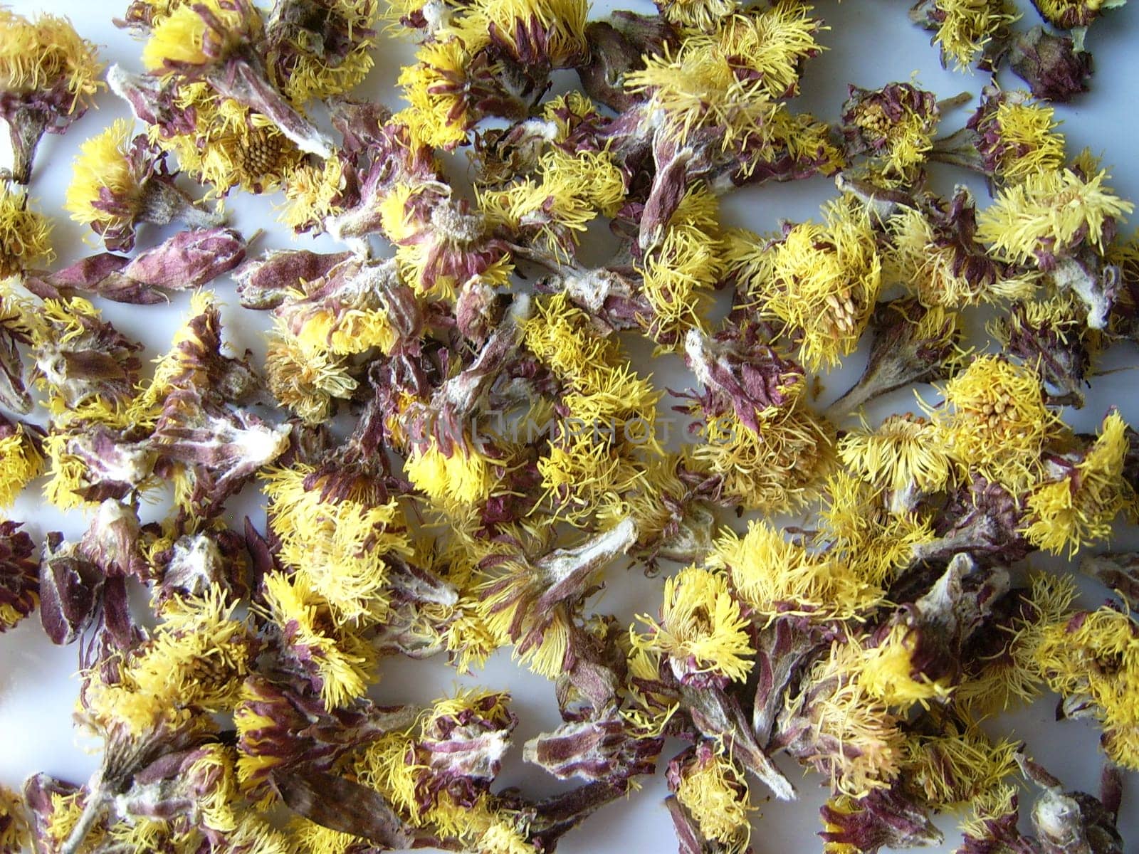 Coltsfoot,Tussilago farfara