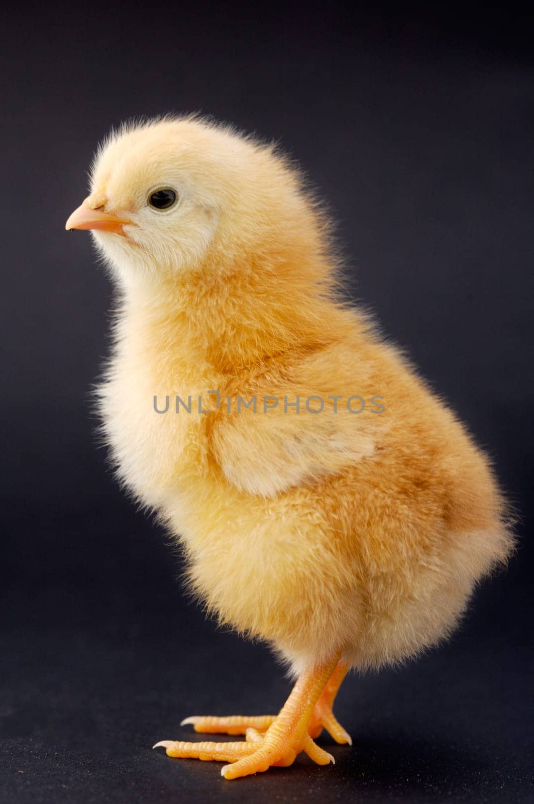 Little chicken