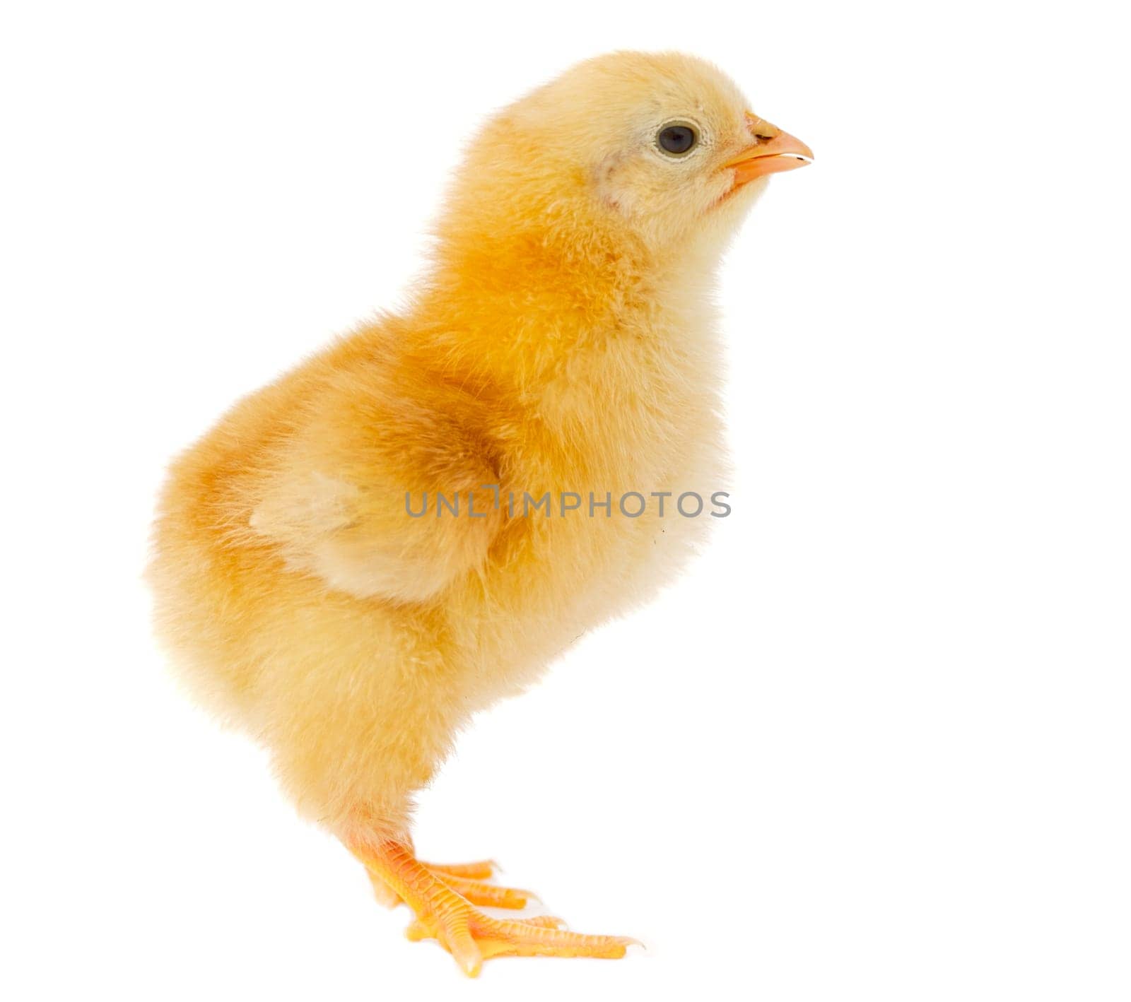 Little chicken
