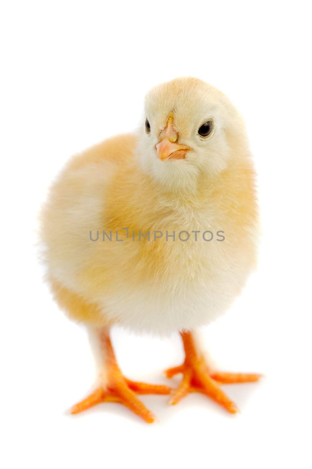 Little chicken