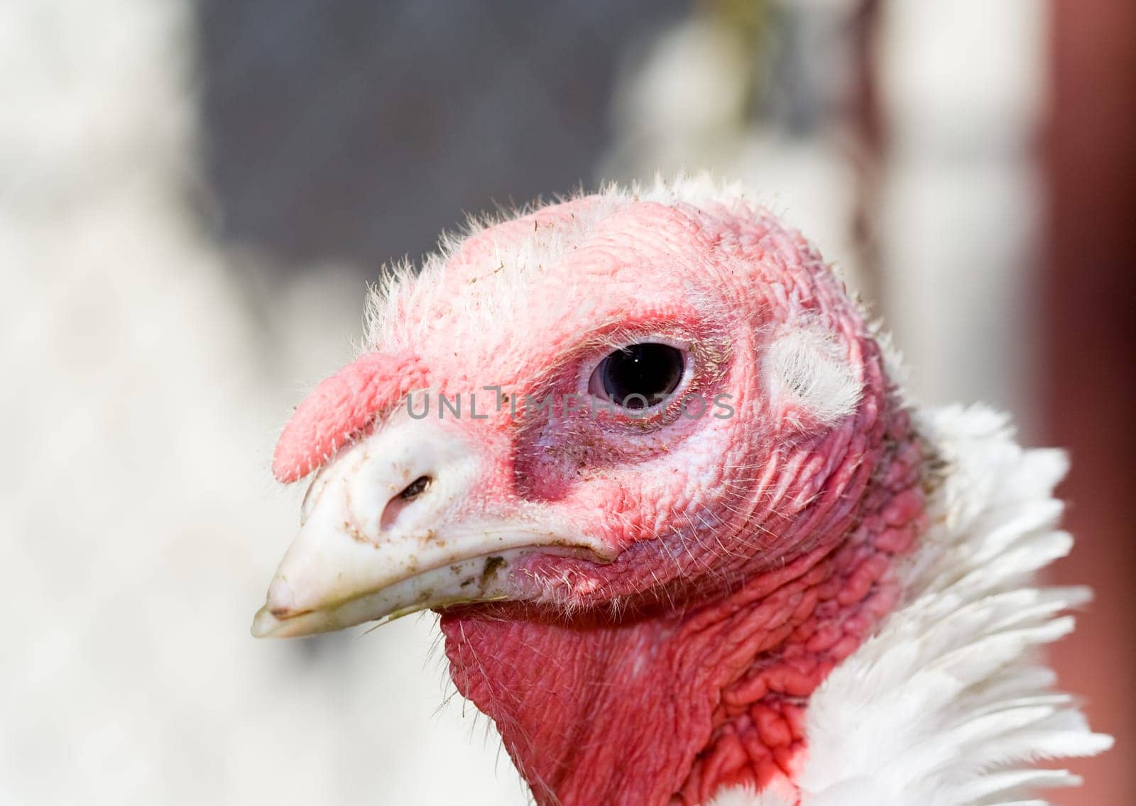 Turkey