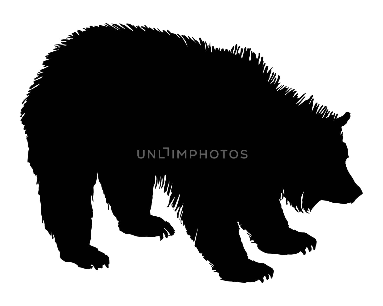 Grizzly