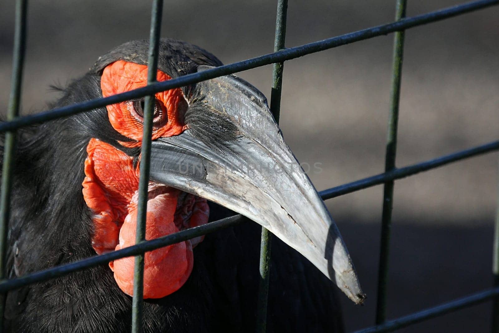 Red-cheeked Hornbill