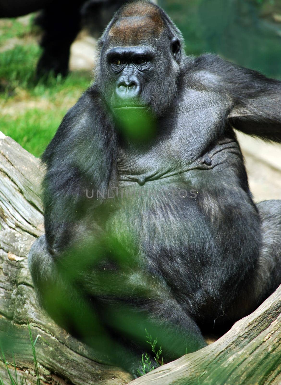 Gorilla 2733