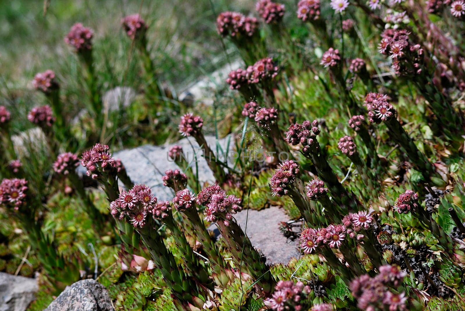 Sedum