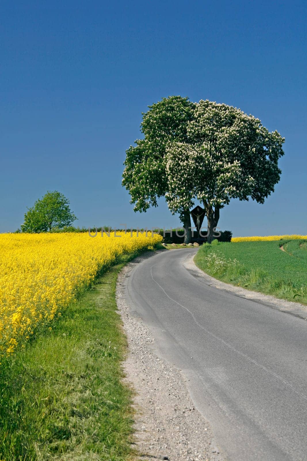 Chestnut with rapeseed field