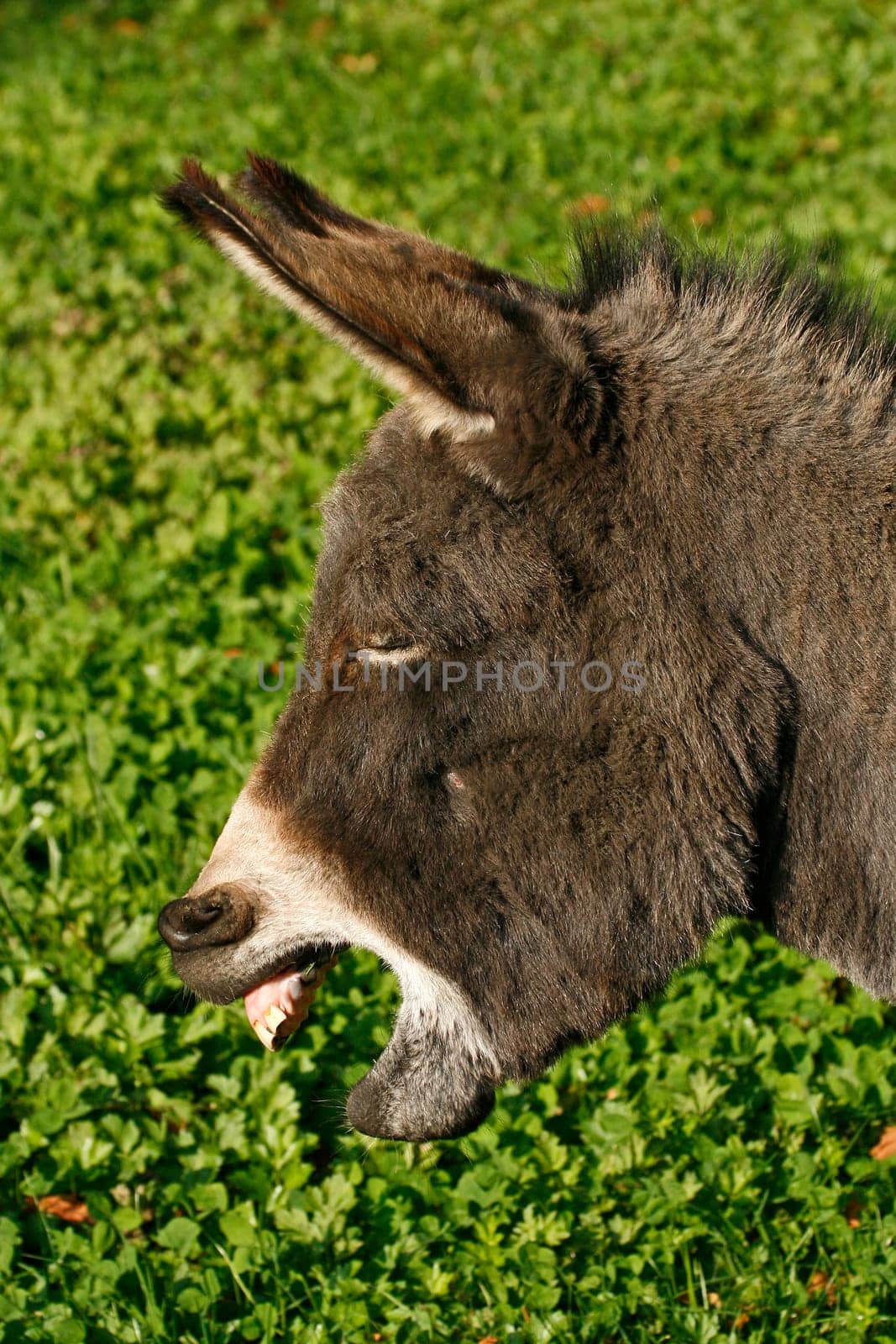 Donkey - I'm sick to my stomach
