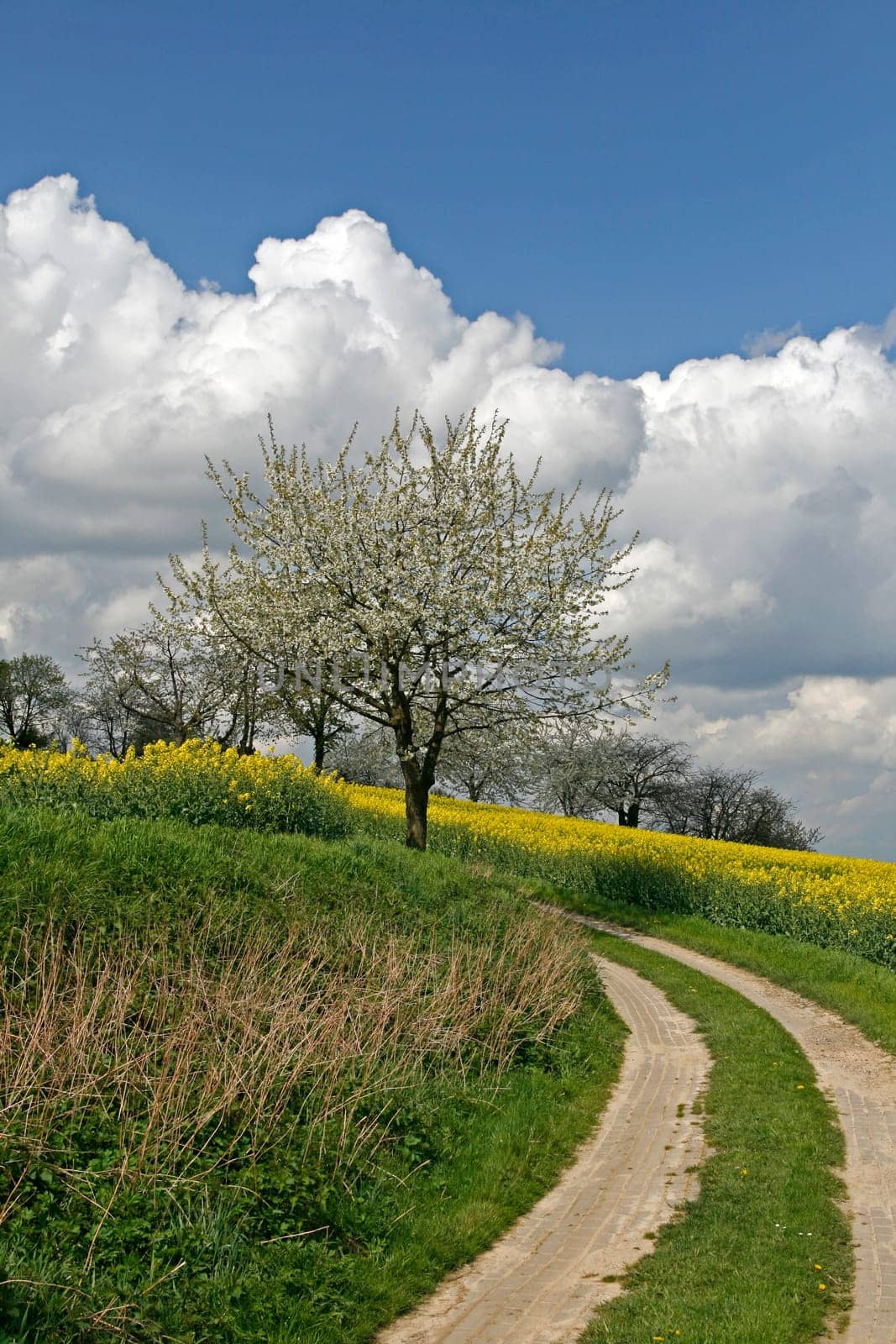 Away with rapeseed field and cherry trees in Hagen