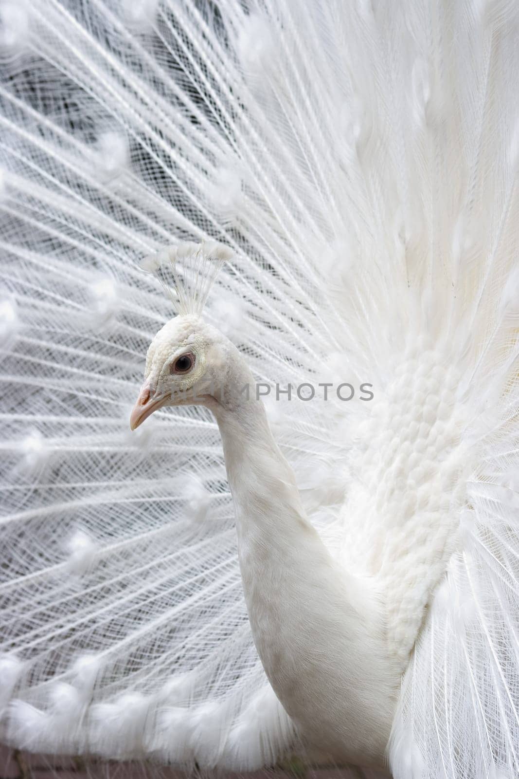 White peacock