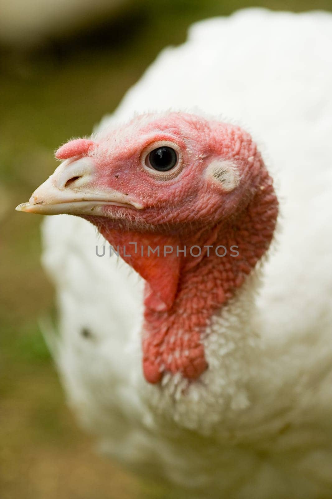 Turkey