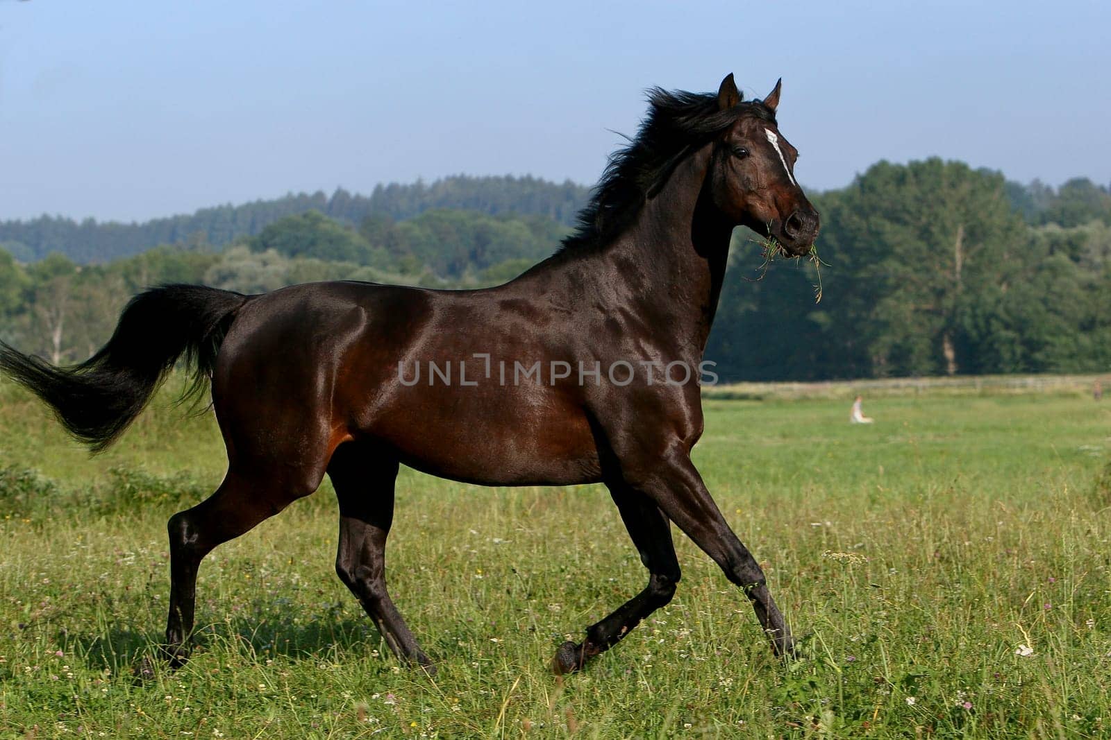Thoroughbred Stallion