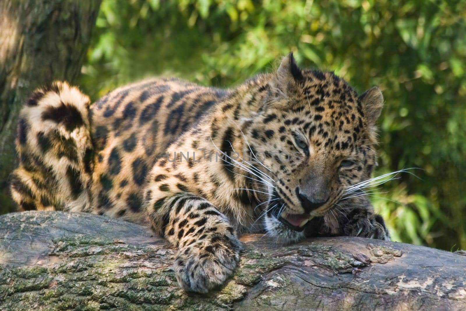 Amourpanther eating