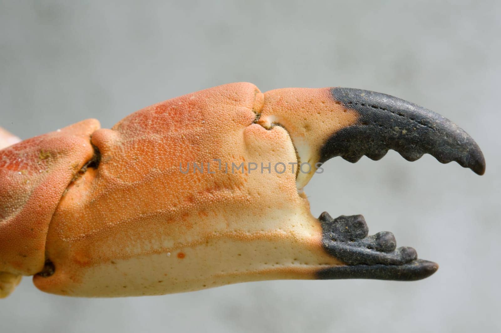 Strong tweezer of a Crab