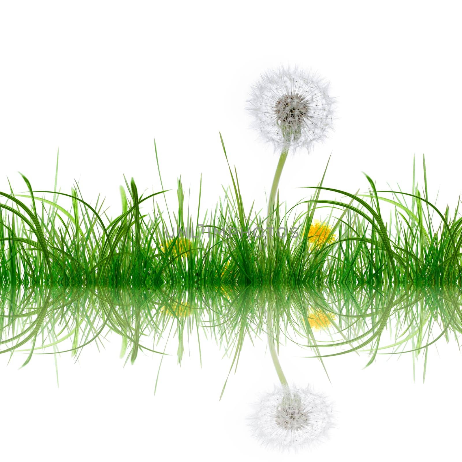 Grass and Flower