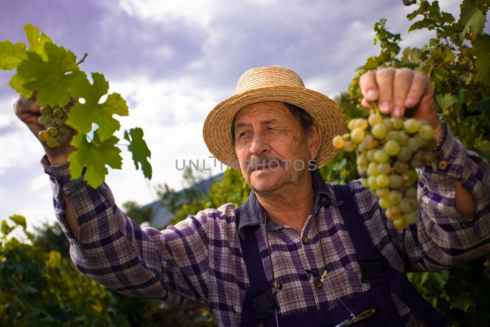 Vintner examining grapes