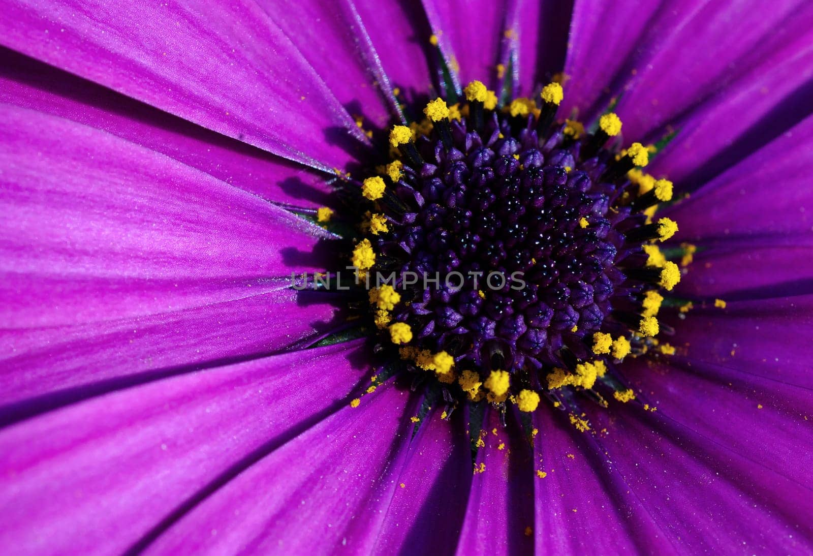 osteospermum,cape bodies