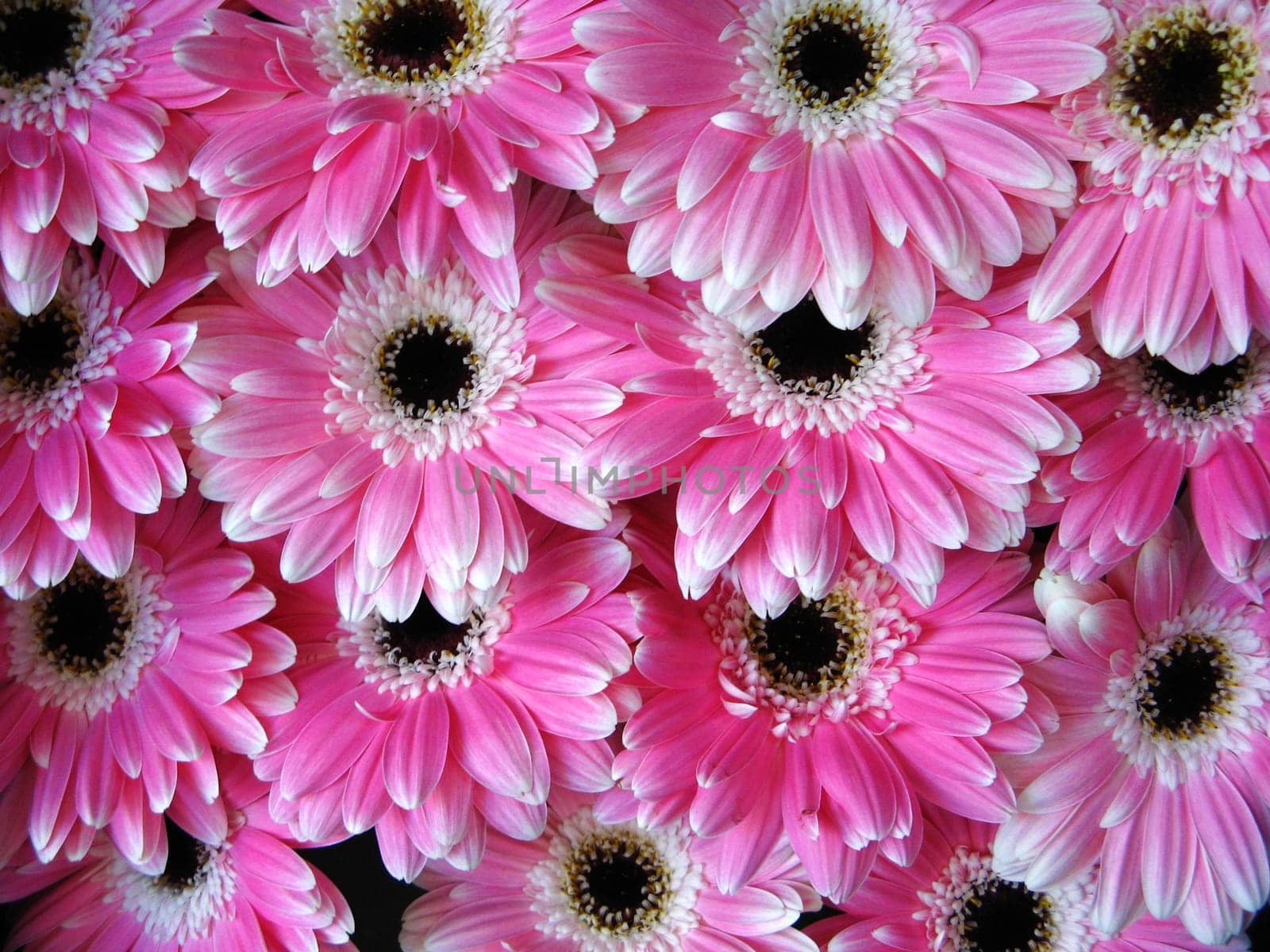 Pink gerber flowers - background