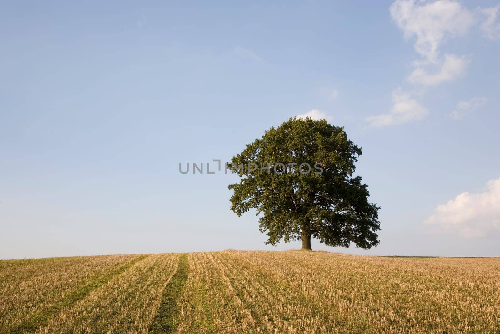 Oak tree in the field