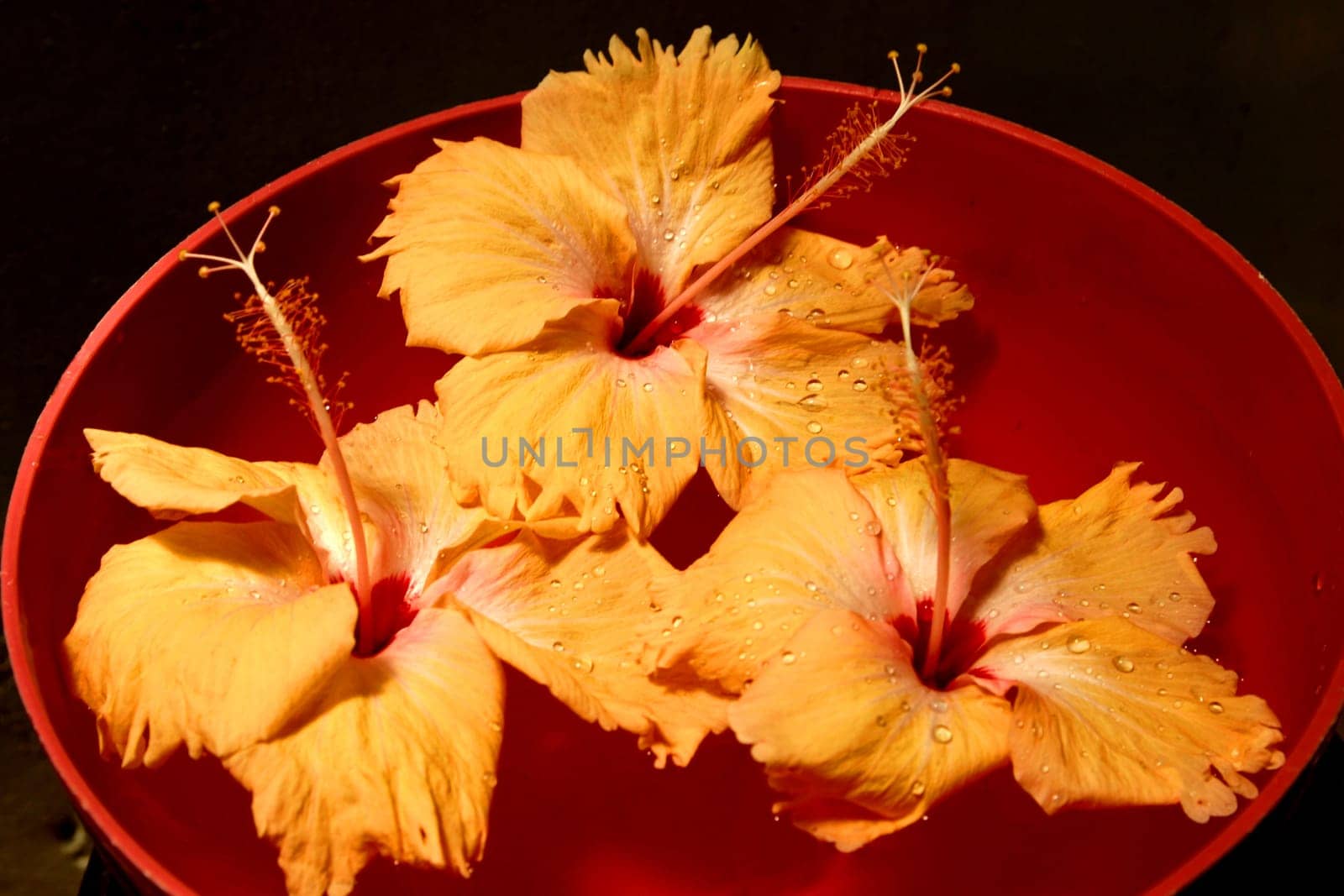 Flowering Tropical