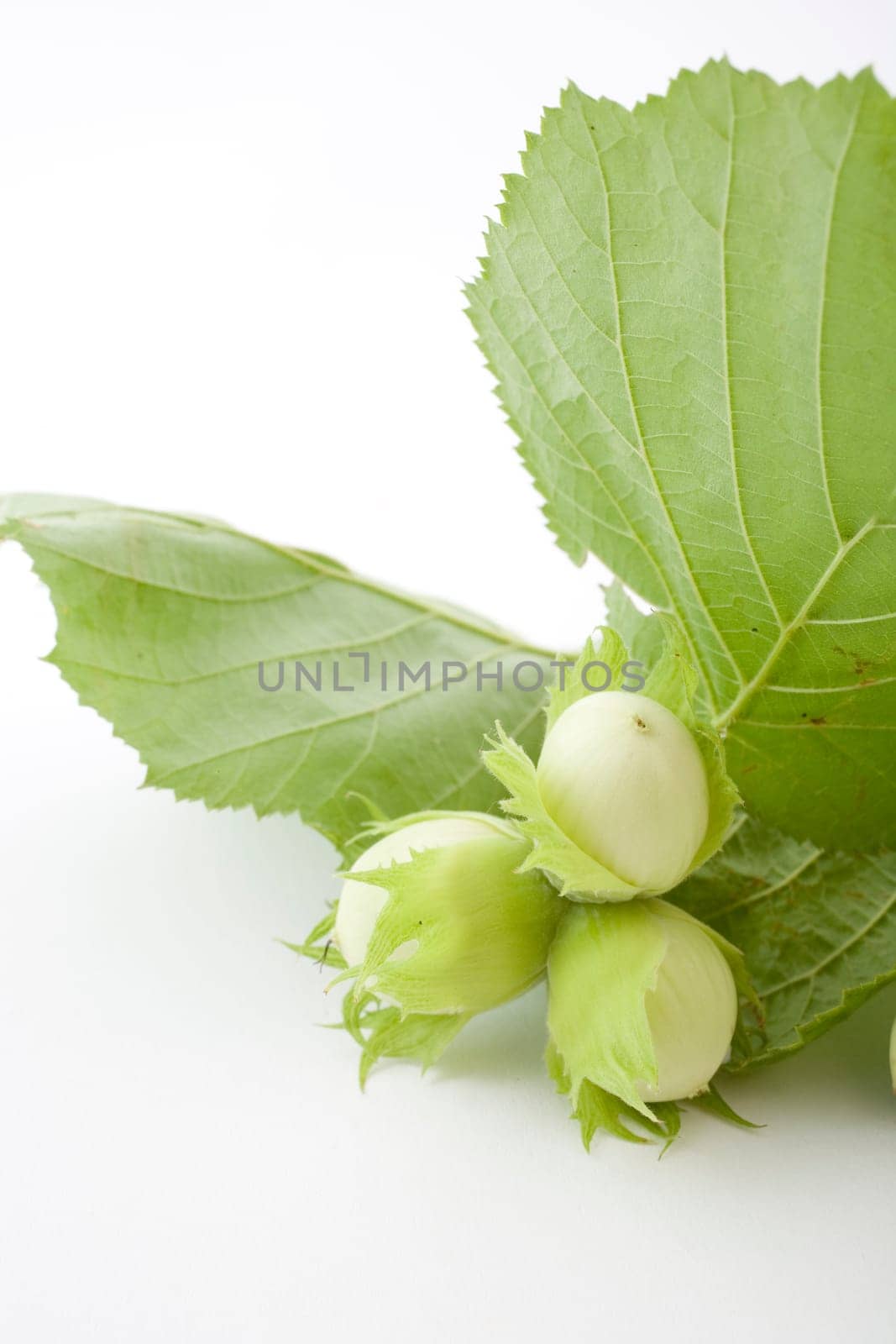 fresh hazelnuts