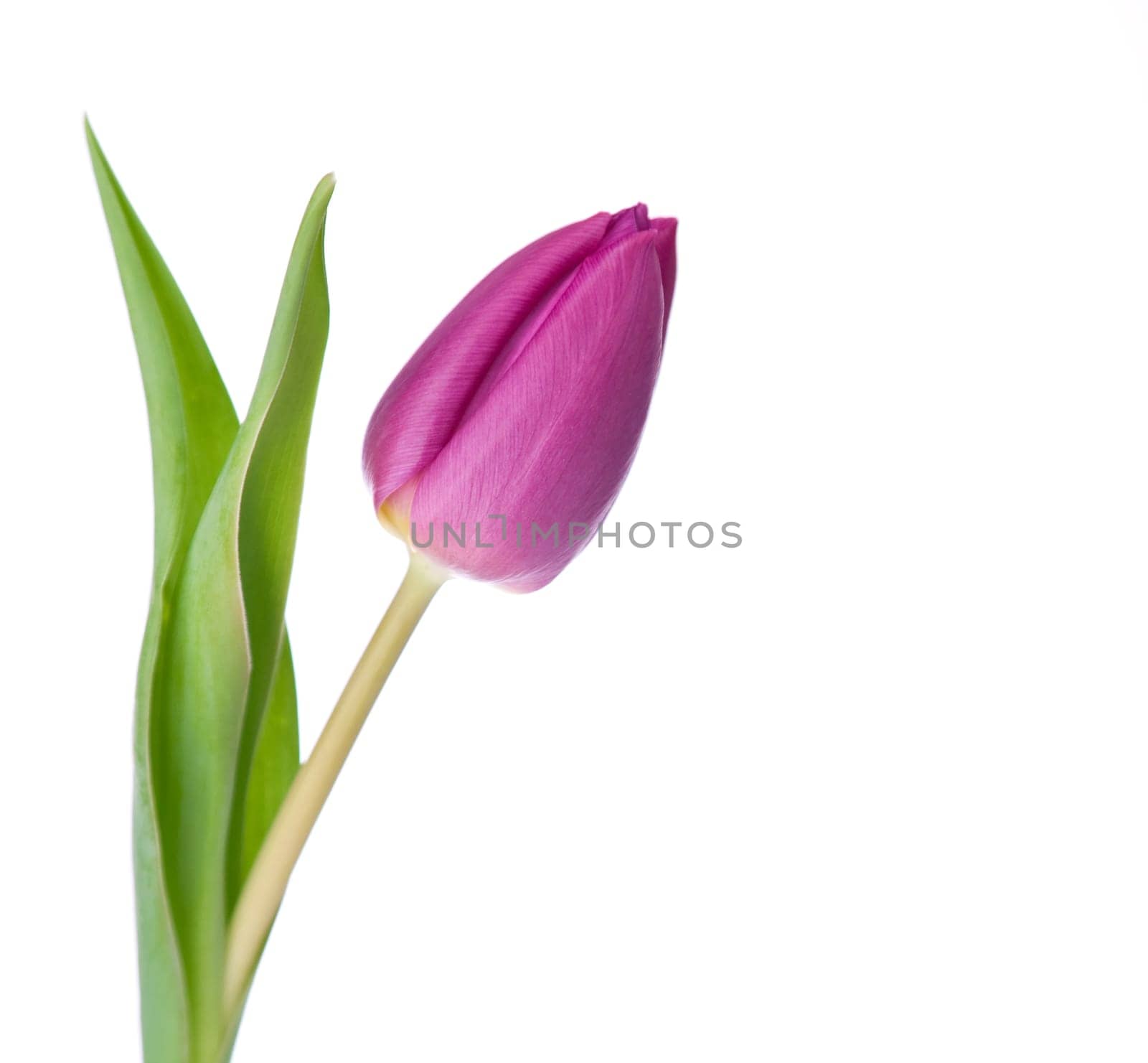 purple tulips on a white background