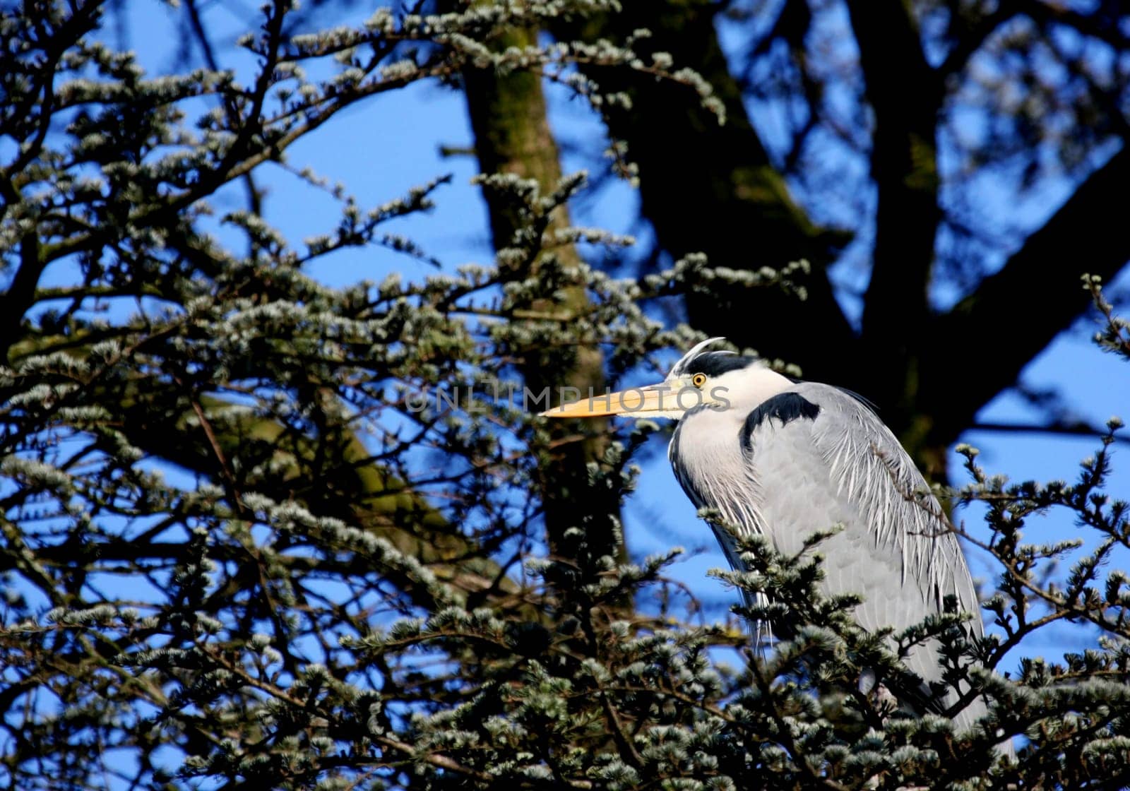 Grey heron