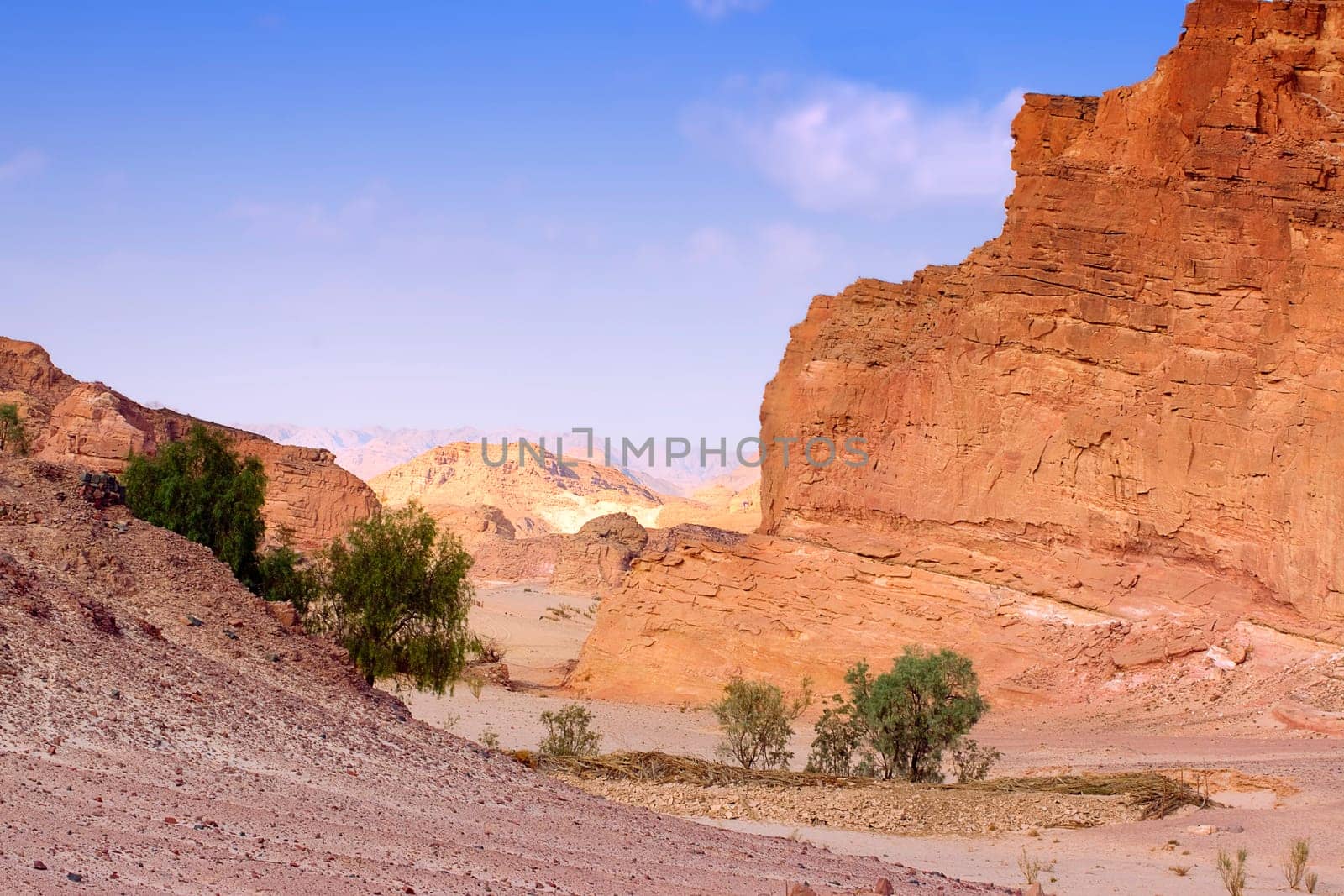 The desert is alive