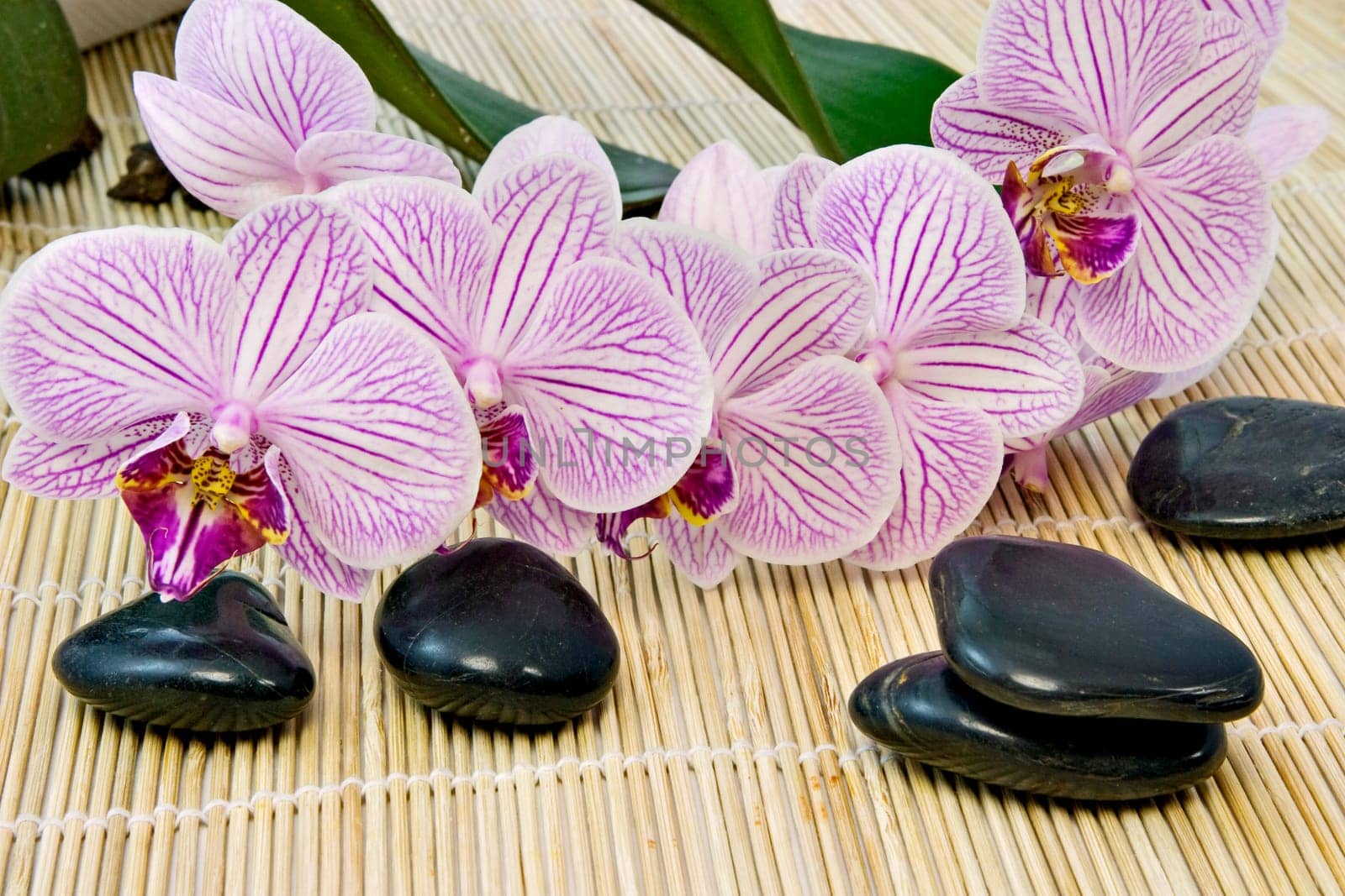 Orchid