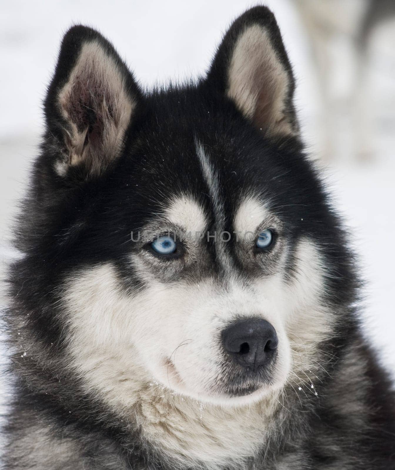 Husky