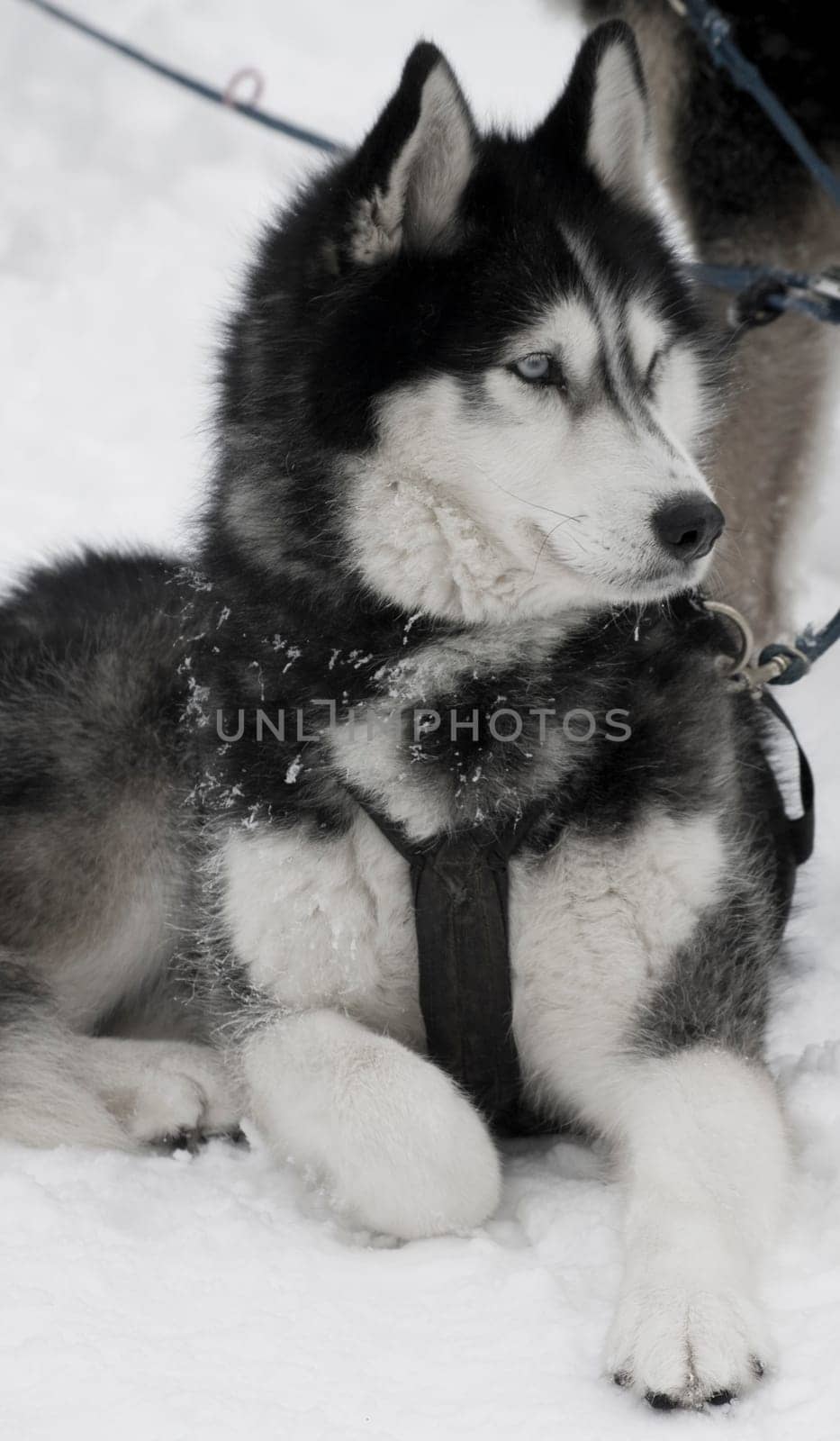 Husky