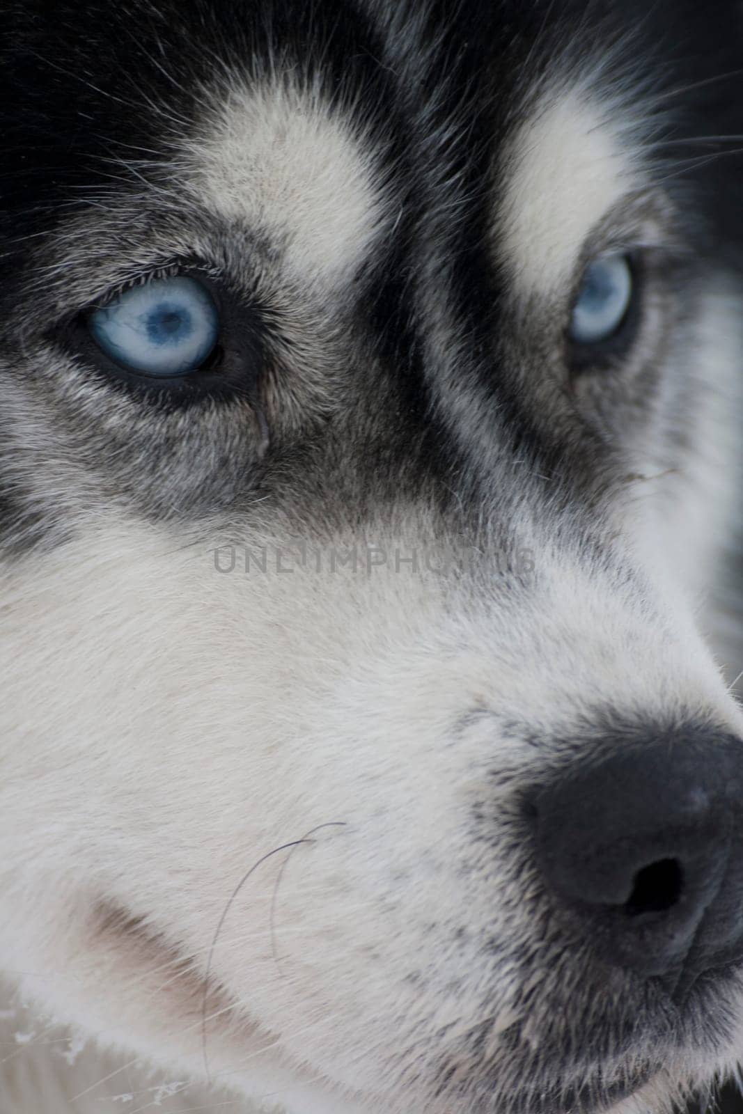 Husky
