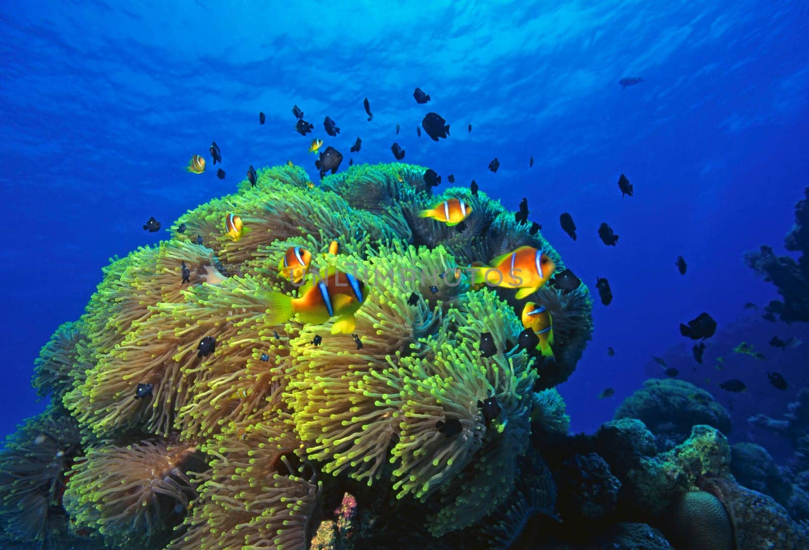 Clownfish Colony
