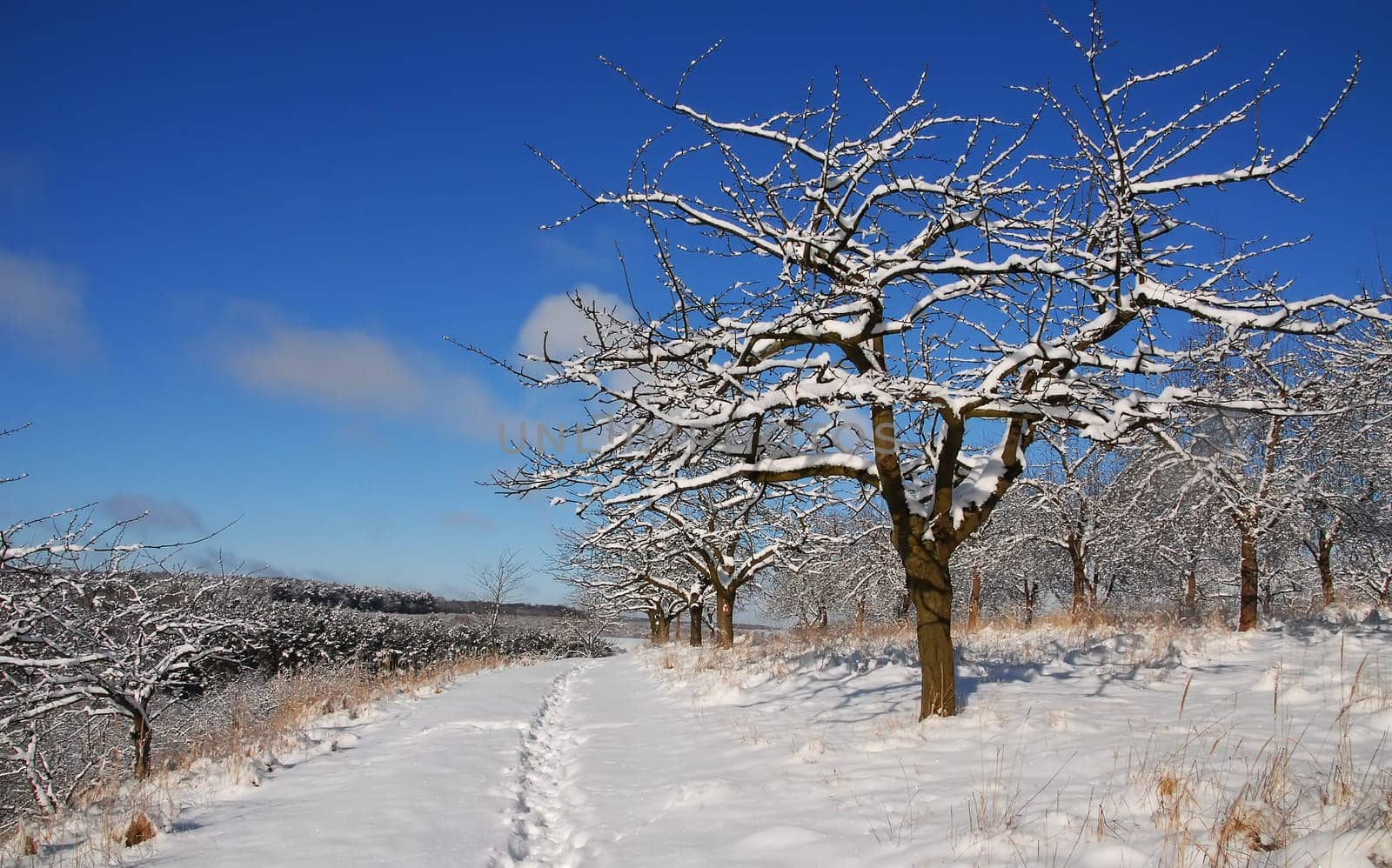 A winter's day